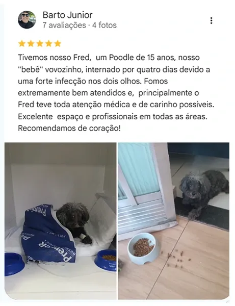 Avaliação real de tutor da Vira Latas no Google