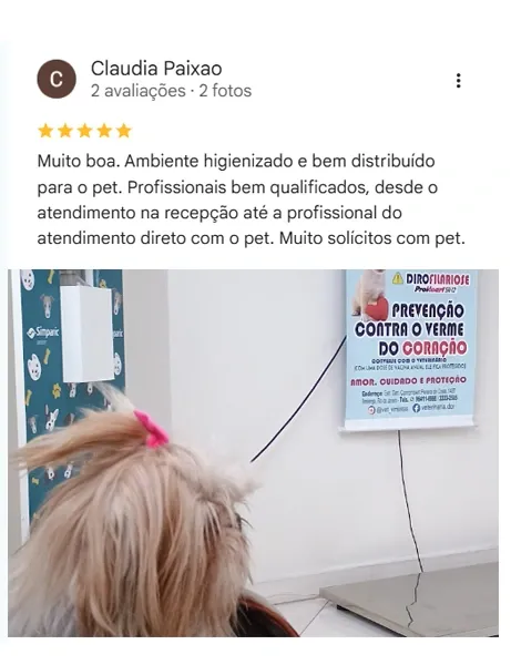 Avaliação real de tutor da Vira Latas no Google