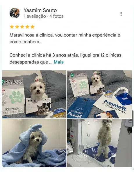 Avaliação real de tutor da Vira Latas no Google