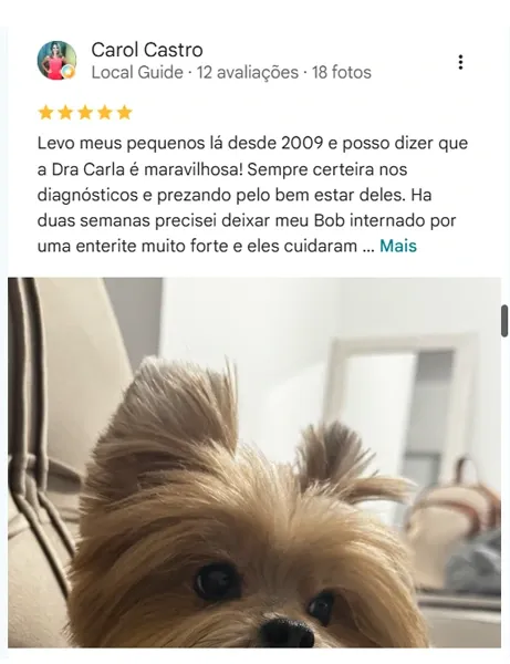 Avaliação real de tutor da Vira Latas no Google