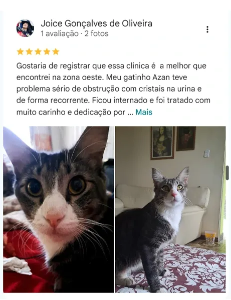 Avaliação real de tutor da Vira Latas no Google