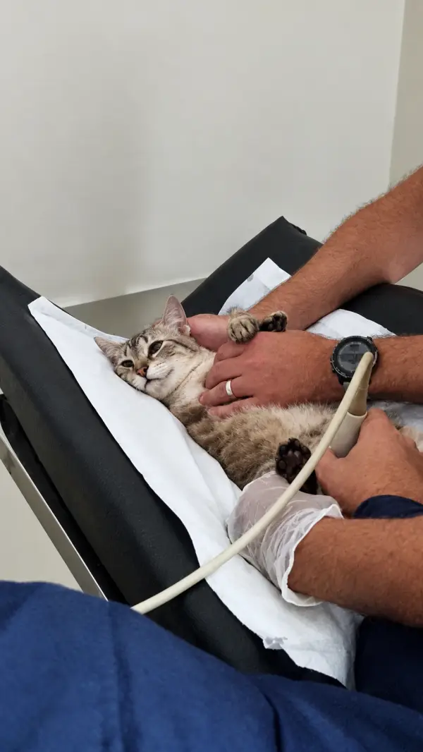 Veterinário fazendo ultrassom em um gato na Vira Latas