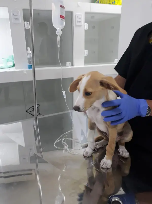 Cão recebendo soro com a equipe da Vira Latas