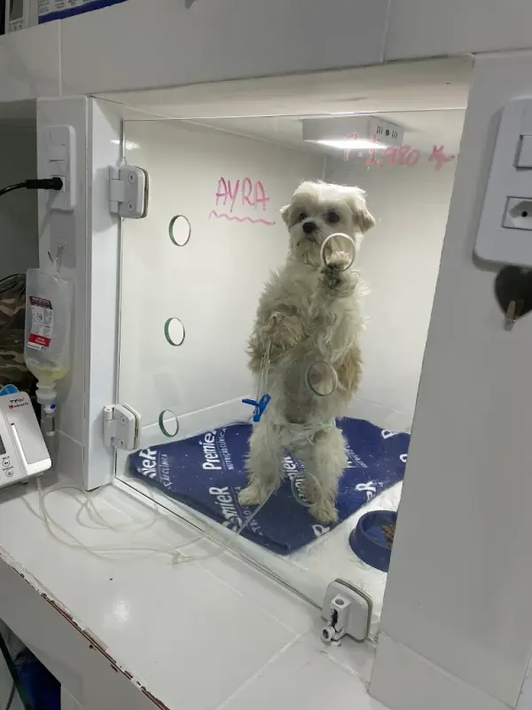 Cão em recuperação no canil da Vira Latas