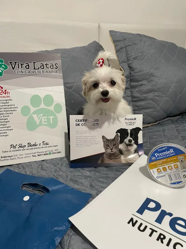 Cão com o kit de boas-vindas da Vira Latas